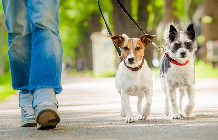 Dog Walking Services